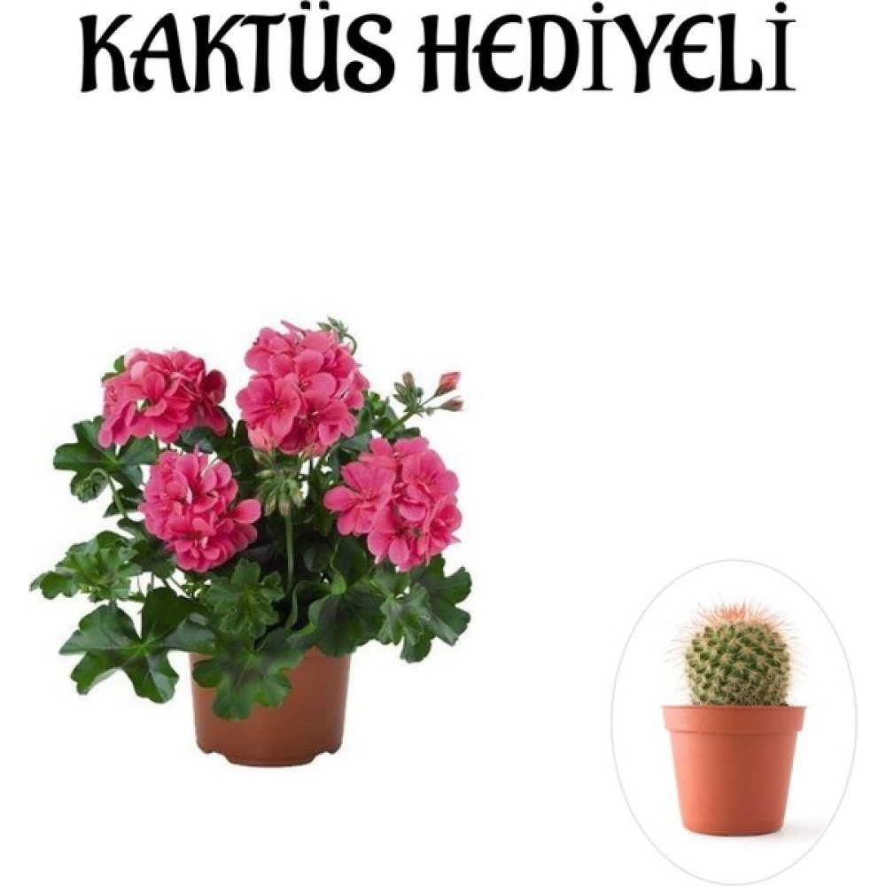 Serada Decor Plant Hediyelik Pembe Sakız Sardunya Çiçeği Fidanı Sevgililer Gününe Özel Kaktüs Hediyeli Bitki Fiyatı