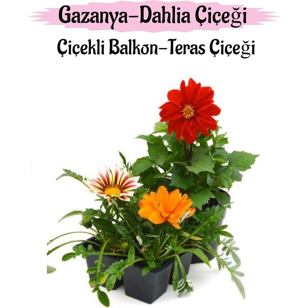 Serada Decor Plant Kırmızı Dahlia 1 Adet Turuncu- Pembe Beyaz Gazanya Çiçeği 2 Adet Balkon Çiçeği Diğer Fiyatı