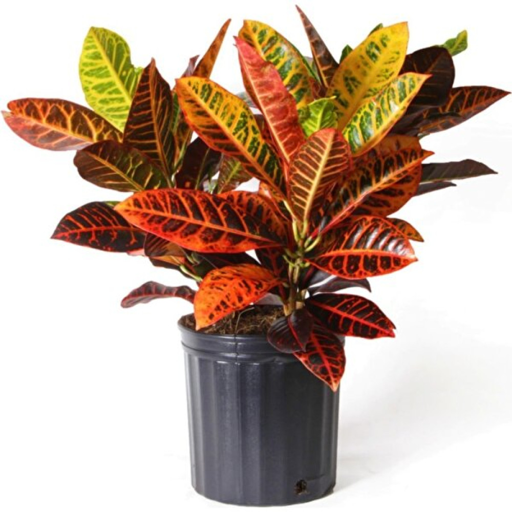 Serada Decor Plant Kraton Bitkisi 60 cm Boy Croton Petra 17 cm Saksı Çapı Kroton Ev Bitkisi Ofis Bitkisi Salon Bitkisi Bitki Fiyatı