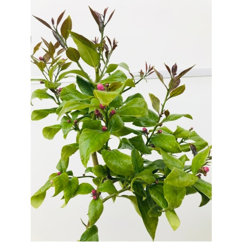 Serada Decor Plant Limon Fidanı Çiçekli Aşılı Fidan Yediveren Limon Fidanı Fidan Fiyatı