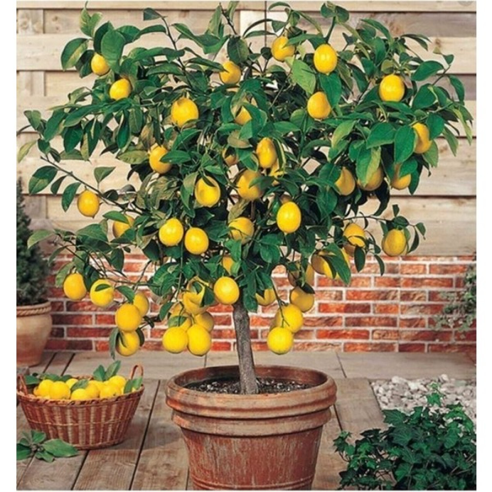 Serada Decor Plant Limon Fidanı Yediveren Mayerlimon Ağacı Fidanı Saksılı 3 Yaş Evde Bakılabilir Bodur (Çiçek Hediyeli) Fidan Fiyatı