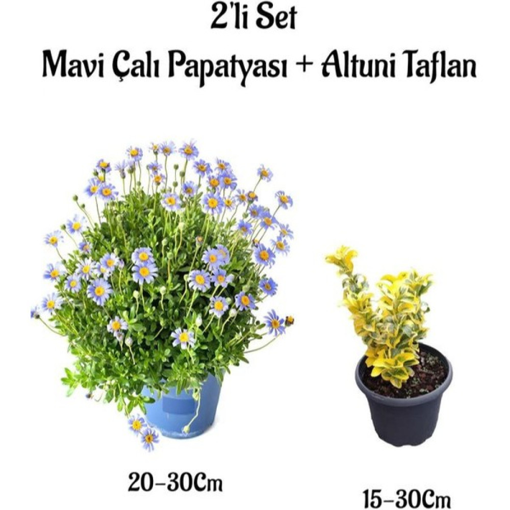 Serada Decor Plant Mavi Çalı Papatyası|maviş (Felicia)+ Altuni Taflan Çit Bitkisi 2'li Set Bahçe Bitkisi Bitki Fiyatı