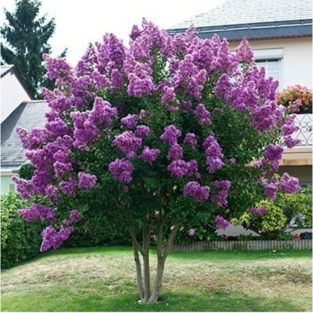 Serada Decor Plant Mor Çiçekli Oya Ağacı Fidanı Fidan Fiyatı