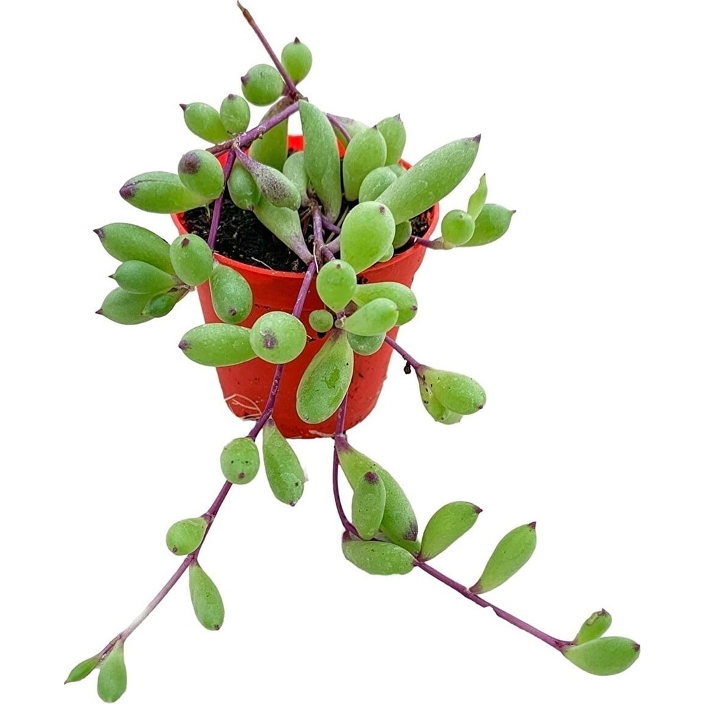 Serada Decor Plant Othonna Capensis Sukulent Bitki Yakut Kolyesi 5.5 Saksıda Saksı ve Aksesuarları Fiyatı
