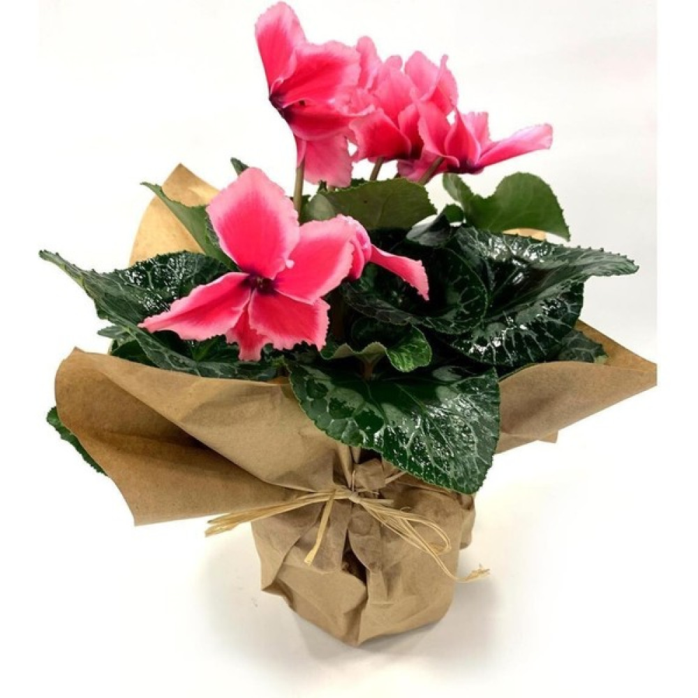 Serada Decor Plant Pembe Kırçıllı Cyclamen Sıklamen Saksı Çiçeği 35 cm Hediyelik Çiçek Bitki Fiyatı