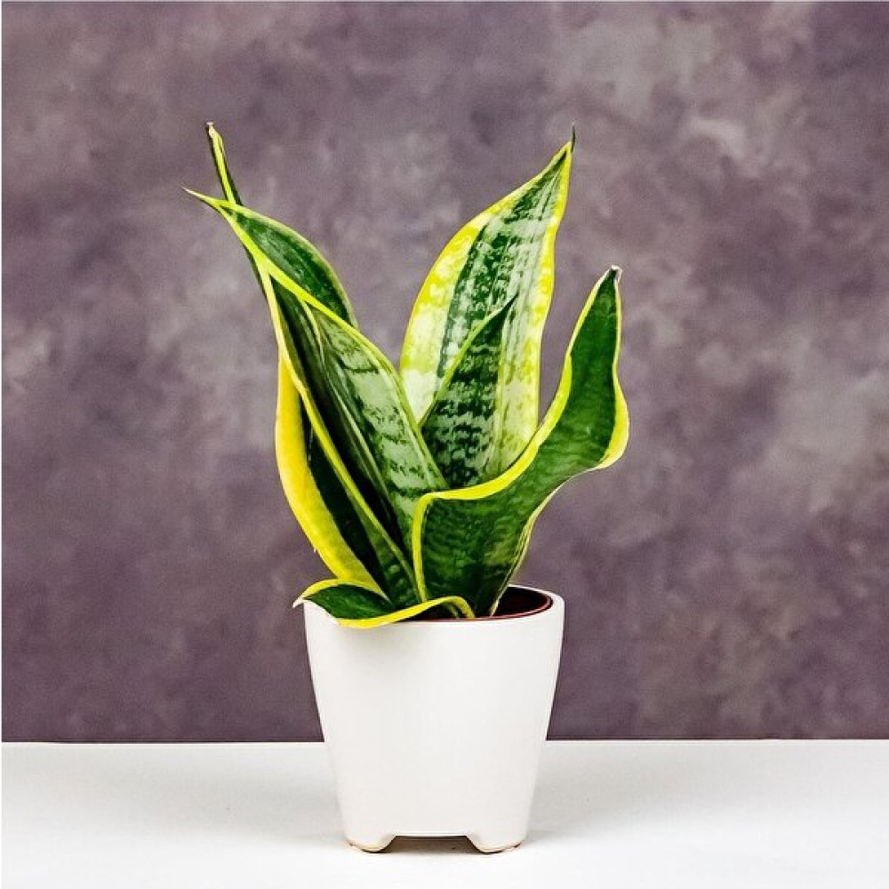 Serada Decor Plant Sansevieria - Paşa Kılıcı - Peygamber Kılıcı Bitkisi 20-30 cm Bitki Fiyatı