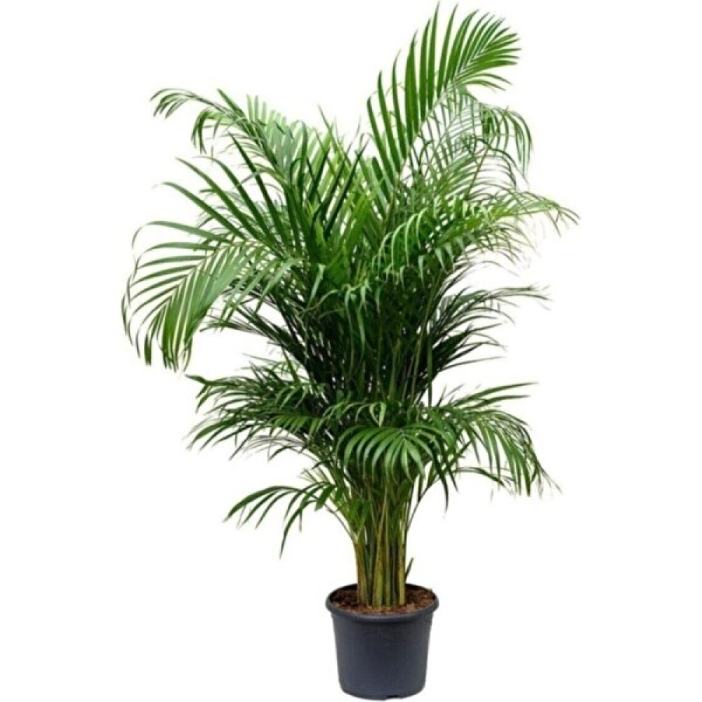 Serada Decor Plant Serada Decor&plant Areka Palmiyesi Ev Ofis Salon Bitkisi -Salon Palmiyesi 80-100 cm Bitki Fiyatı