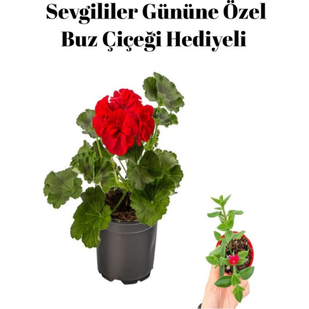 Serada Decor Plant Sevgililer Gününe Özel Kokulu Kırmızı Renk Sardunya Çiçeği Buz Çiçeği Hediyeli Bitki Fiyatı