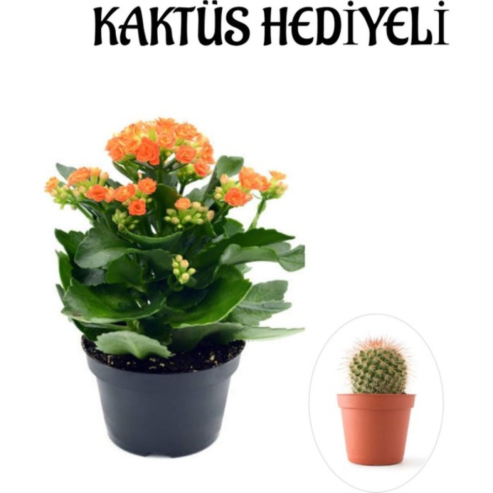 Serada Decor Plant Sevgililer Gününe Özel Turuncu Renk Kalanşo-Emel Hanım Çiçeği Kaktüs Hediyeli Bitki Fiyatı