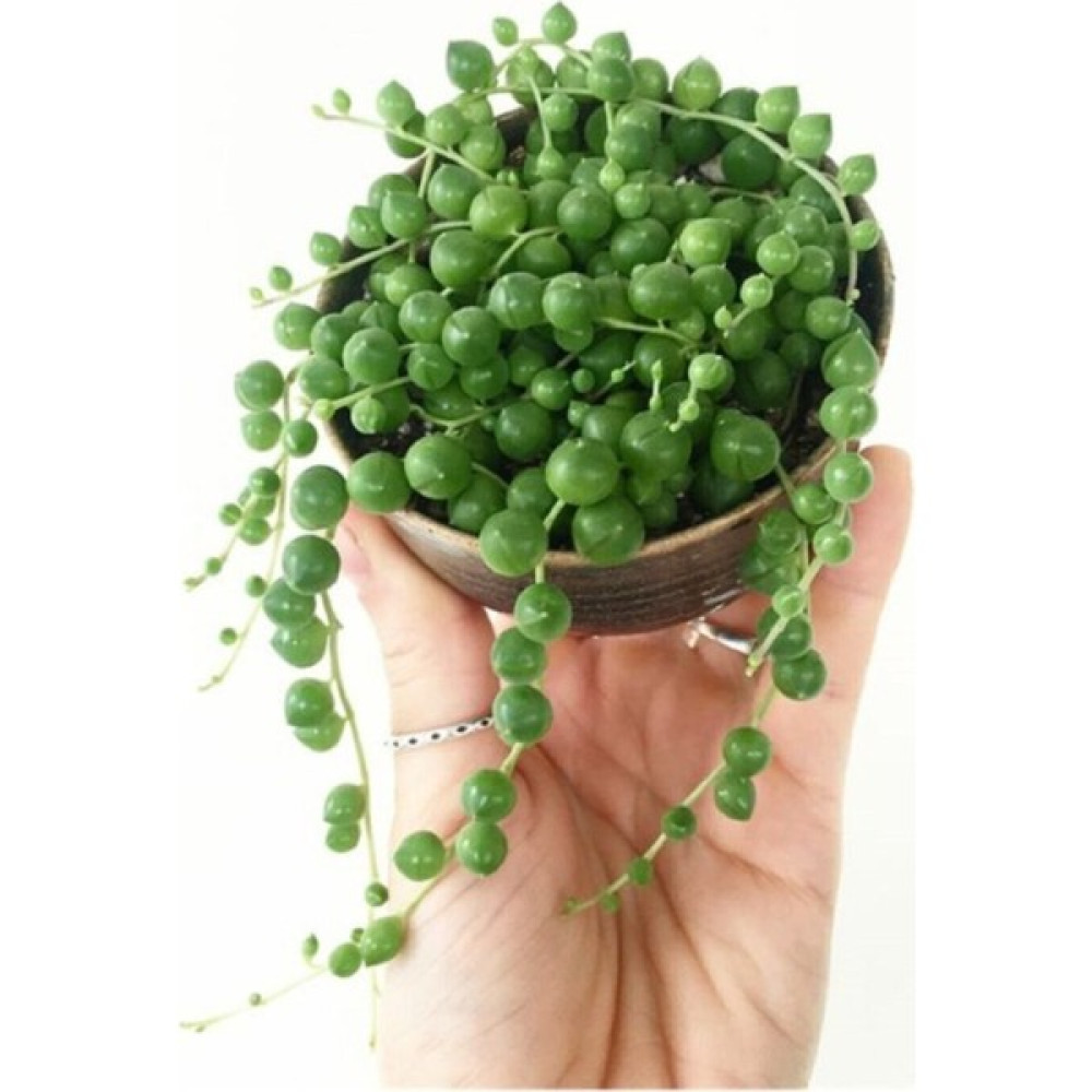 Serada Decor Plant Tespih Boncuk Çiçeği Senecio Herreianus 5,5 cm Saksı Kaktüs Bitki Fiyatı