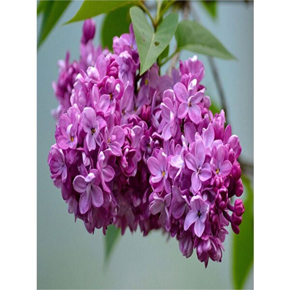 Serada Decor Plant Videolu 1 Adet Yoğun Kokulu Leylak Çiçeği Fidanı 30-60 cm Tüplü Çiçekli Bodur Bitkiler Lilac Fidan Fiyatı