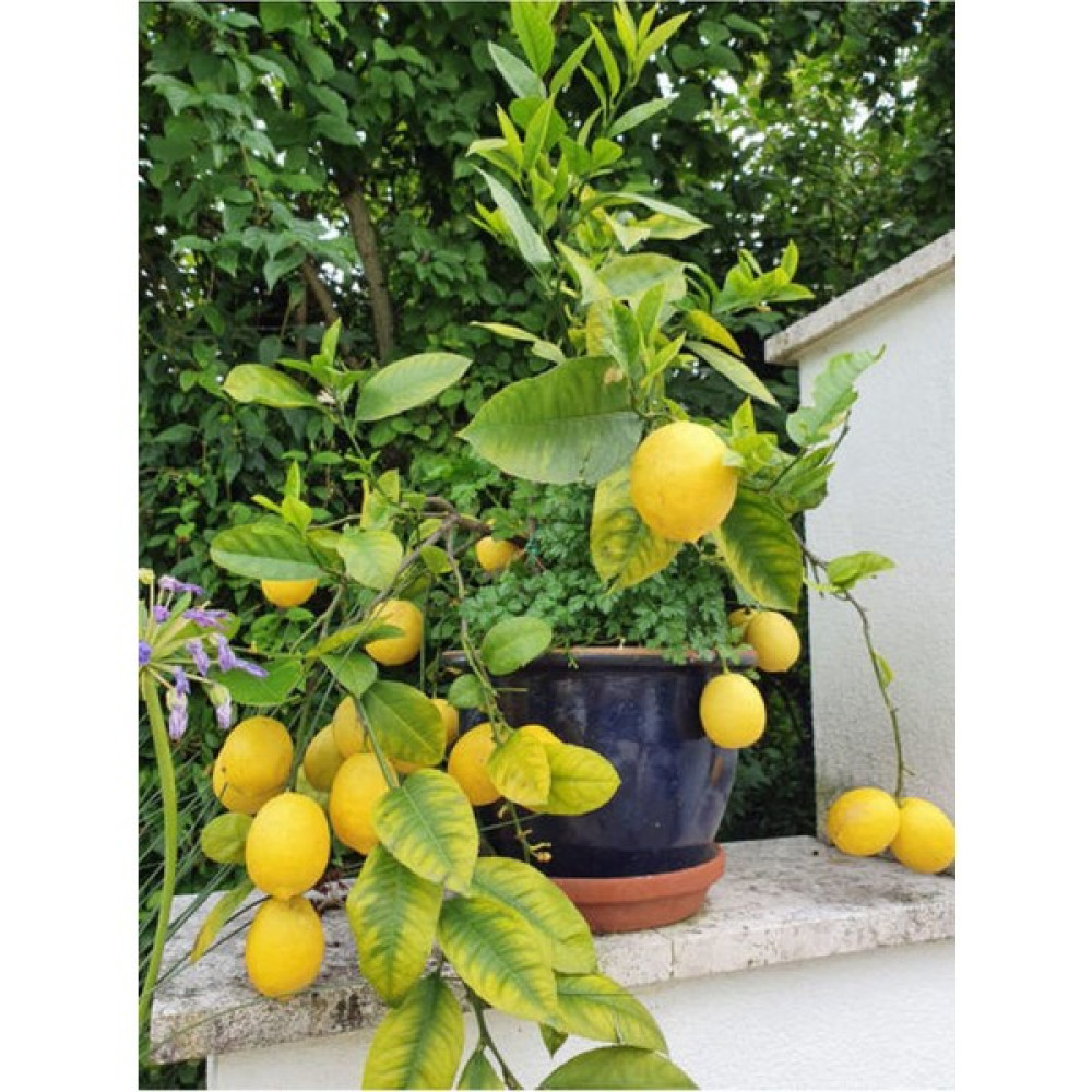 Serada Decor Plant Videolu Bol Sulu Yediveren Limon (80 100 Cm)1 Adet Saksılı/ Tüplü Citrus Limon Bitki Fiyatı