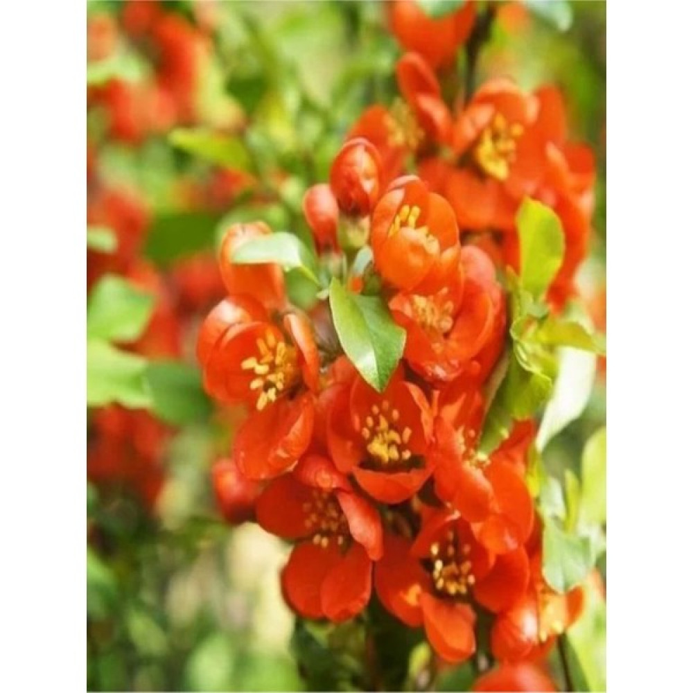 Serada Decor Plant Videolu Canlı Kırmızı Renk 1 Adet Bahar Dalı Çiçeği Fidanı 40-60CM Saksılı (Spring Branch Flower) Bitki Fiyatı
