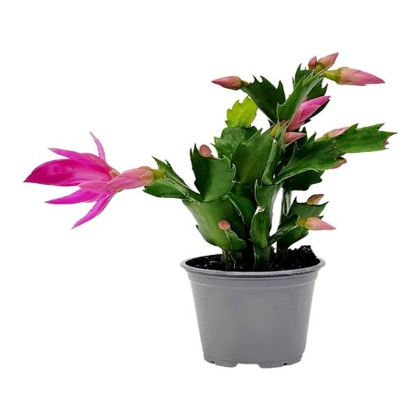 Serada Decor Plant Videolu Canlı Renkli 1 Adet Yılbaşı Çiçeği Fidanı 5-20CM Saksılı (Poinsettia) Saksı ve Aksesuarları Fiyatı