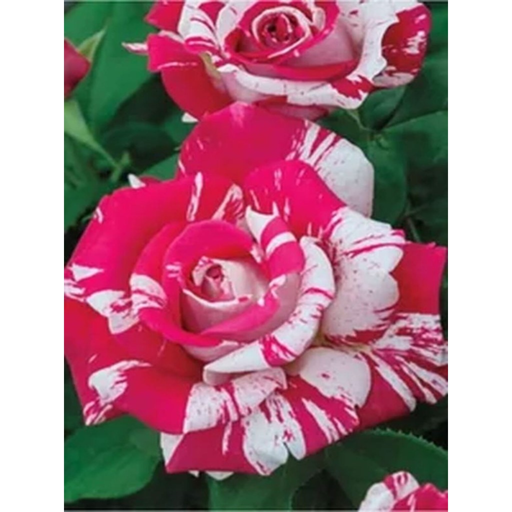 Serada Decor Plant Videolu Harika Sihirbaz Gülü Çiçeği Fidanı 25-40 cm Saksılı Çiçekli Bodur Bitkiler Magic Rose Saksı ve Aksesuarları Fiyatı
