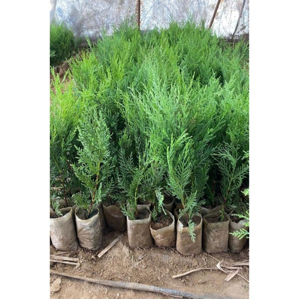 Serada Decor Plant Videolu Leylandi Fidanı Kokulu (10 25 Cm)20 Adet Tüplü Dış Mekan Ağaç Cupressus Leylandii Bitki Fiyatı