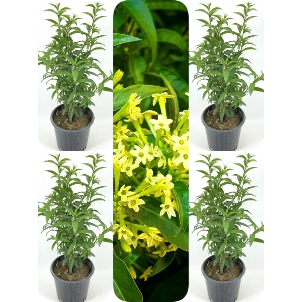 Serada Decor Plant Videolu Mis Kokulu Melisa Kolanya Çiçeği 4 Adet Saksılı/ Tüplü 60-80CM (Cestrum Parqui) Saksı ve Aksesuarları Fiyatı