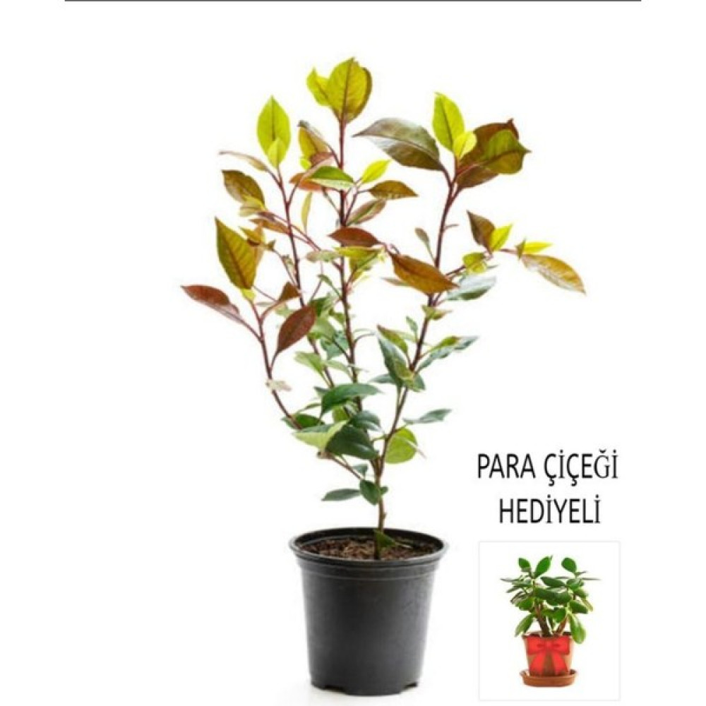 Serada Decor Plant Videolu Para Çiçeği Hediyeli Alev Çalısı (30 50 Cm)1 Adet Saksılı Iç Mekan Bitkisi Photinia Bitki Fiyatı