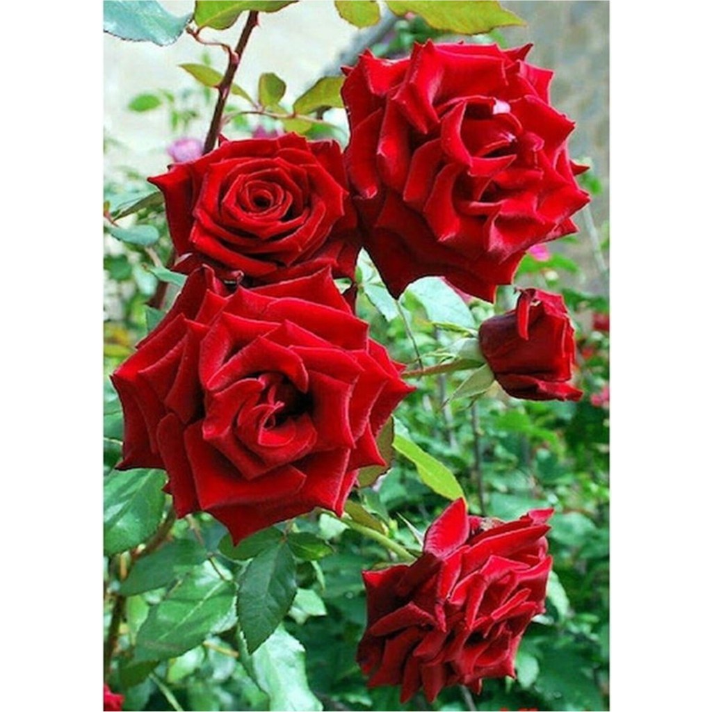 Serada Decor Plant Videolu Yediveren Kokulu 1ADET Kırmızı Gül Fidanı 45-75CM Tüplüsaksılı (Red Rose Sapling) Saksı ve Aksesuarları Fiyatı