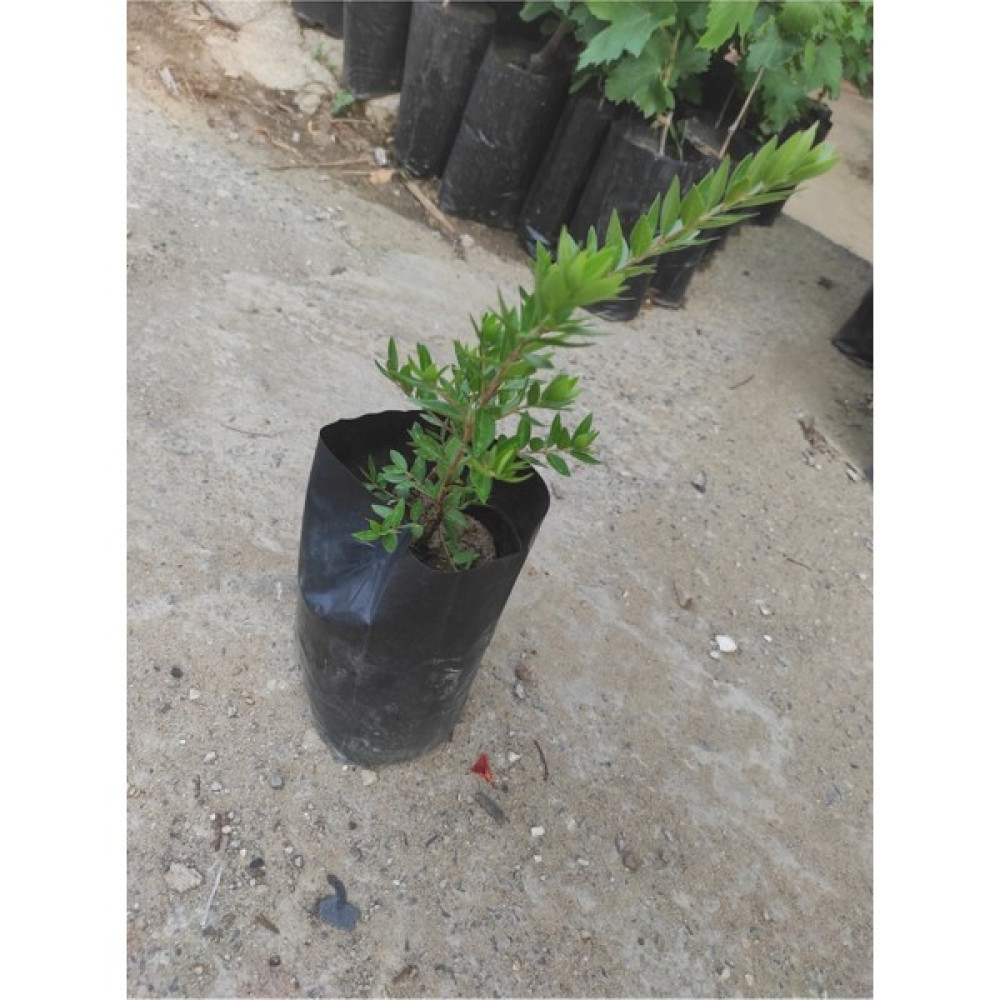 Serada Decor Plant Yaban Mersini Fidanı Fidan Fiyatı