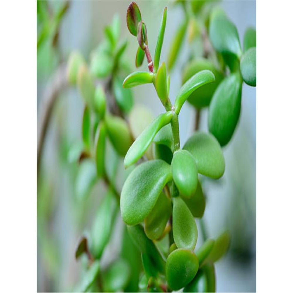 Serada Decor Plant Yeşim (Para) Çiçeği (20-40 Cm) 5.5 Saksıda Iç Mekan Bitkisi Balkon Bitkisi Bitki Fiyatı