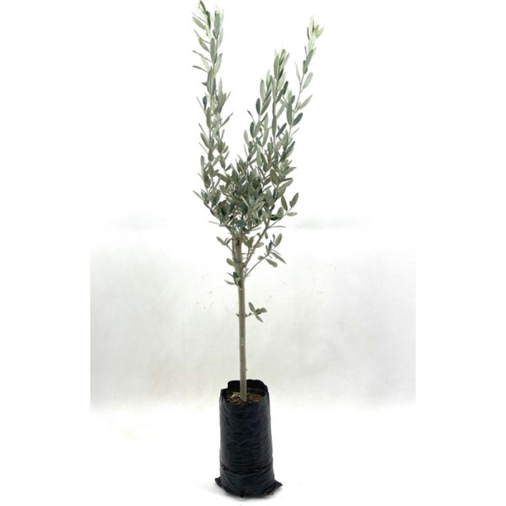 Serada Decor Plant Zeytin Fidanı (Gemlik Sofralık Zeytin) 2 Yaş (70-80 Cm) Fidan Fiyatı