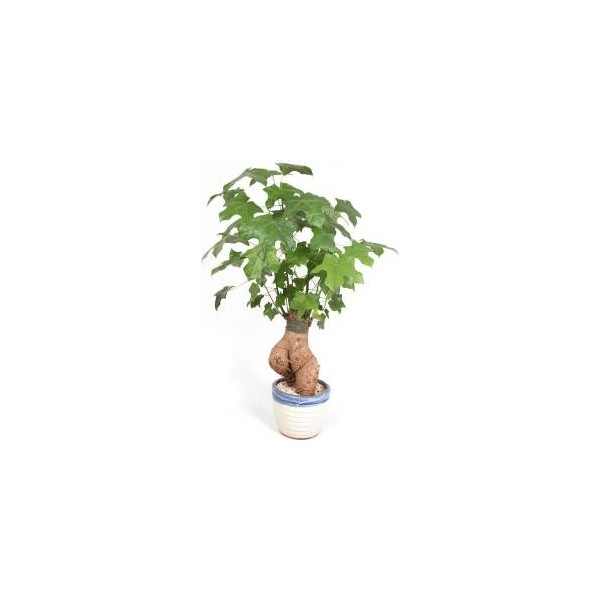 Serdar Çam Tohumculuk Bodur Japon Kavağı Bonzai Ağacı Tohumu 5'li Bonsai Tohumu - 5 Adet Tohum Fiyatı