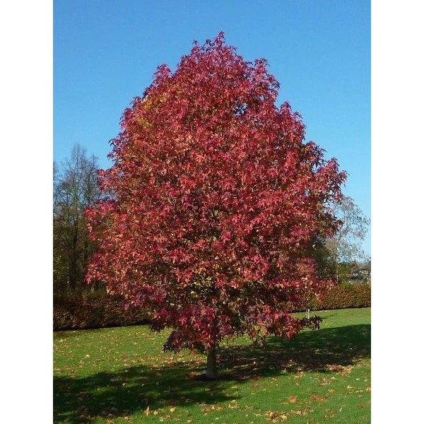 Sığla Ağacı Günlük Ağacı Liquidambar Styraciflua Palo Alto 20 40 cm Saksıda Saksı ve Aksesuarları Fiyatı