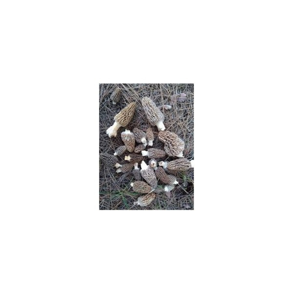 Silvan Tohum Kuzu Göbeği Mantar Tohumu (Baharlık) 100 Grm - 100 gr Tohum Fiyatı
