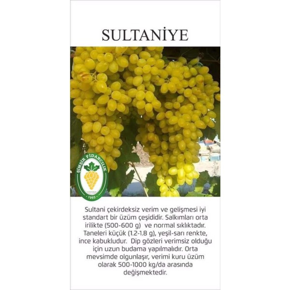 Şimşir Fidancılık Sultani̇ye Üzüm Fi̇danı - SULTANİYE ÜZÜM FİDANI 1 YAŞ 1 METRE ÜSTÜ Fidan Fiyatı