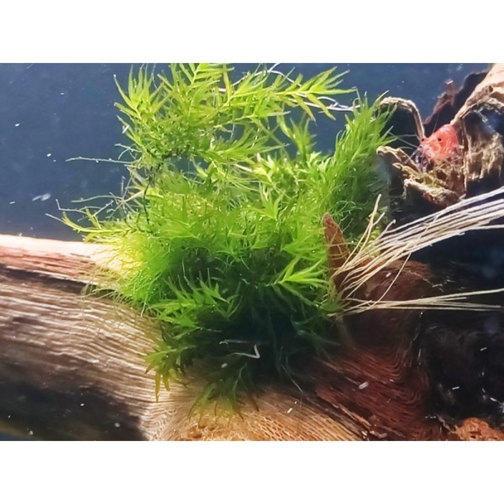 SS Oto Fissidens Fontanus (Fissidens Moss) 5-7 Gram Cup Canlı Akvaryum Bitkisi (Kolay Bitki) Evcil Hayvan Ürünleri Fiyatı