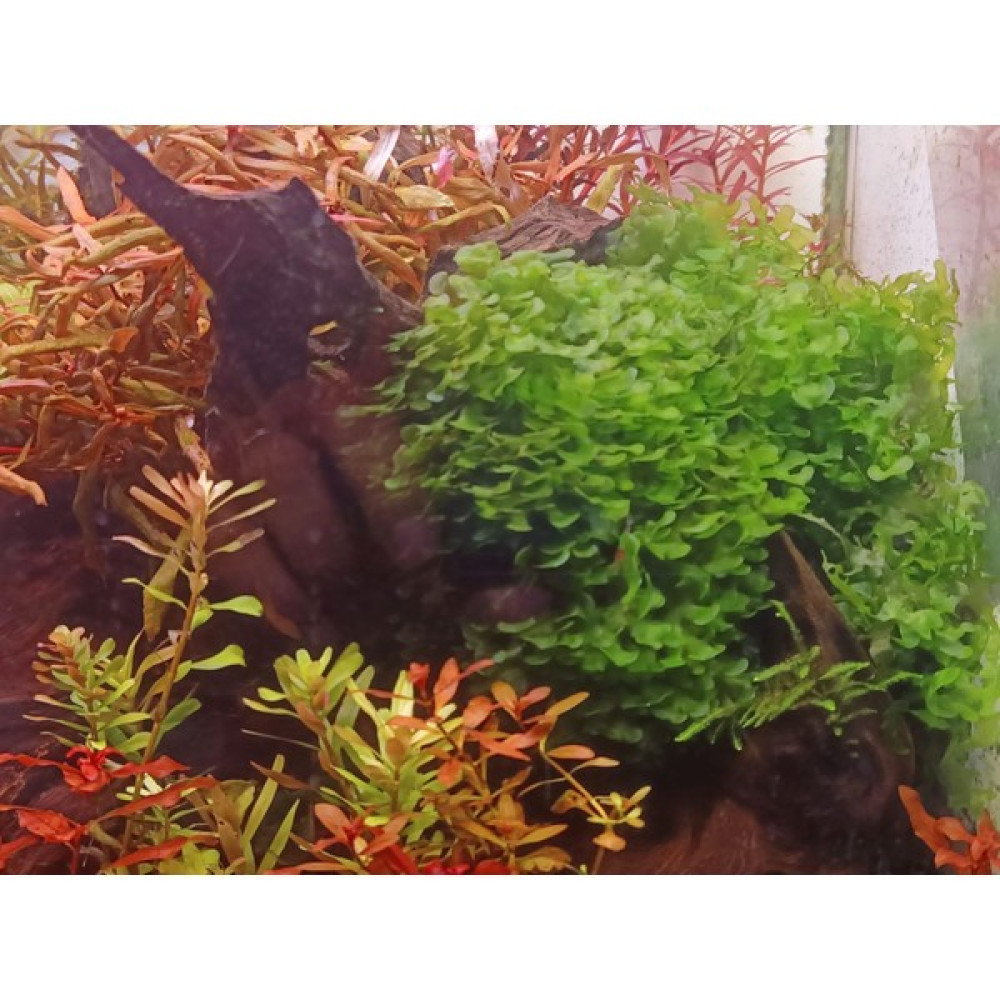 SS Oto Pellia Moss 5-7 Gram Cup Canlı Akvaryum Bitkisi (Kolay Bitki) Evcil Hayvan Ürünleri Fiyatı