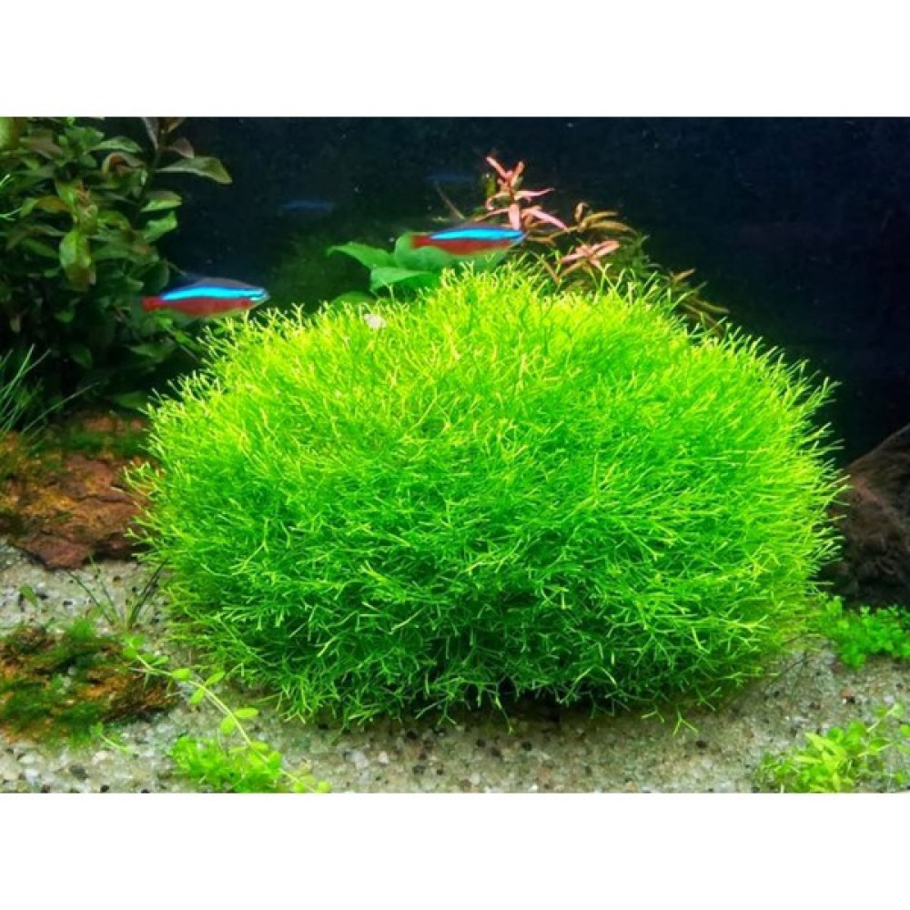 SS Oto Riccia Fluitans / Riccia Moss 5-7 Gram Cup Canlı Akvaryum Bitkisi Evcil Hayvan Ürünleri Fiyatı