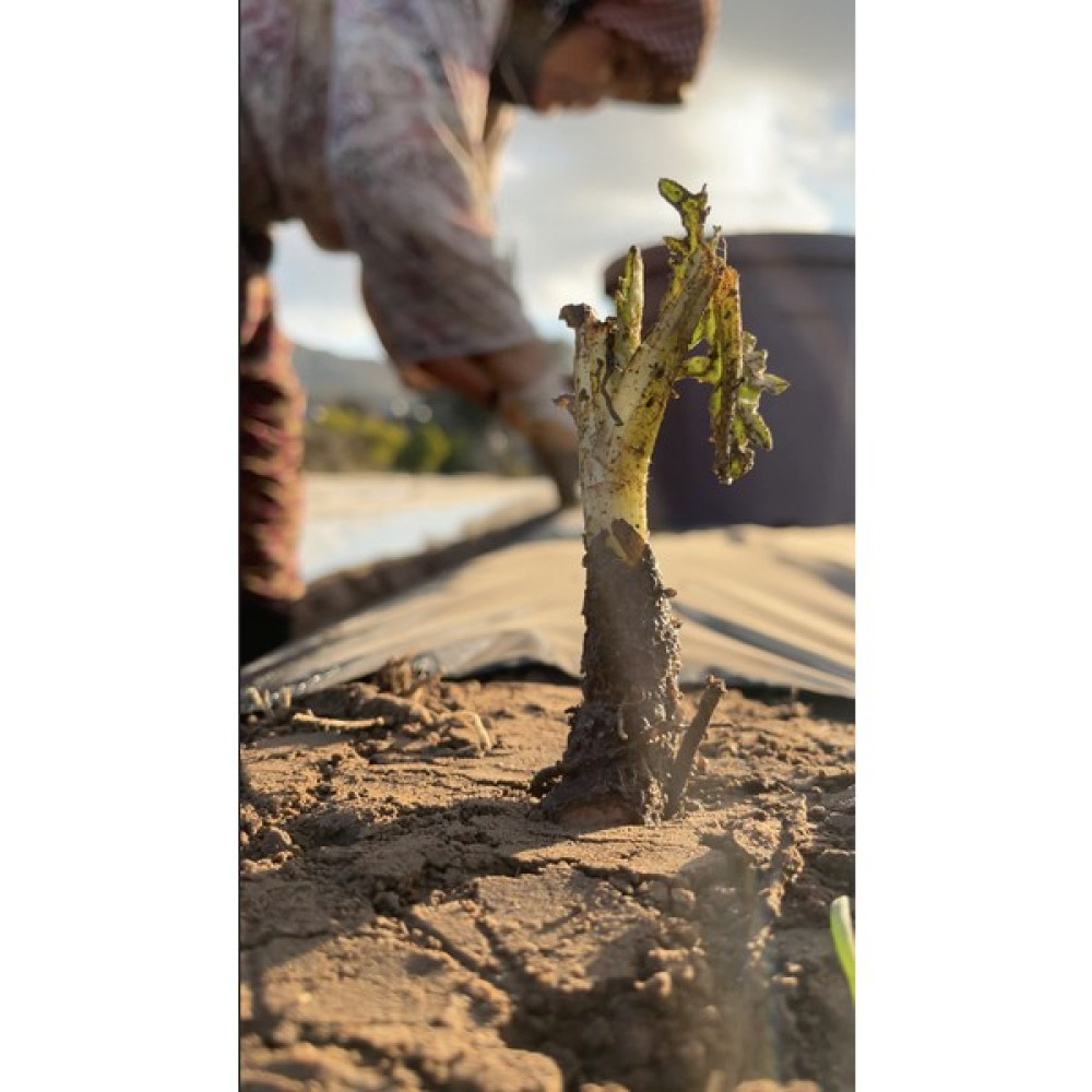 Starfarm Doğal Ürünler Enginar Fidesi Organik Üretim (Yerli Enginar Çeşiti) 10 Adet Tohum Fiyatı