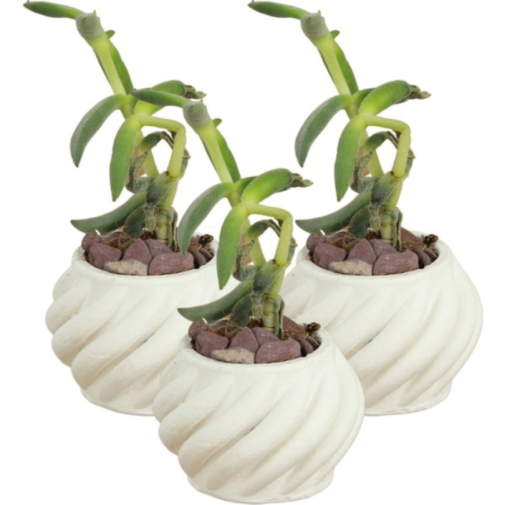 Stein Kohle Dekoratif Saksı Minik Kaktüs Saksısı Kalın Çizgili Spiral Model - Beyaz - 3'lü SET Oto Boyaları Fiyatı