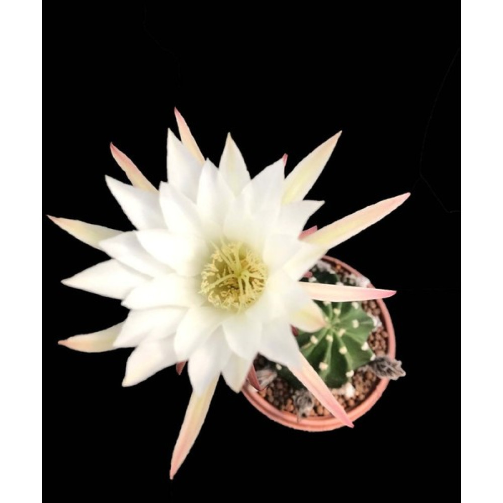 Sukulent Echinopsis Subdenudata - Büyük Boy Beyaz Çiçek Açan Benekli Kaktüs Bitki Fiyatı