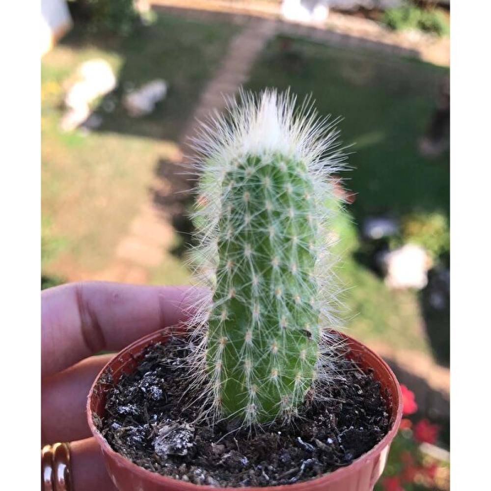 Sukulent Espostoa Lanata - Tüylü Kaktüs Bitki Fiyatı