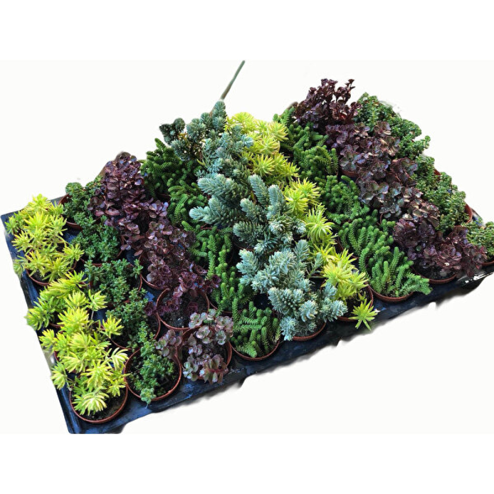 Sukulent Sedum 45'li̇ Karışık Paket Bitki Fiyatı