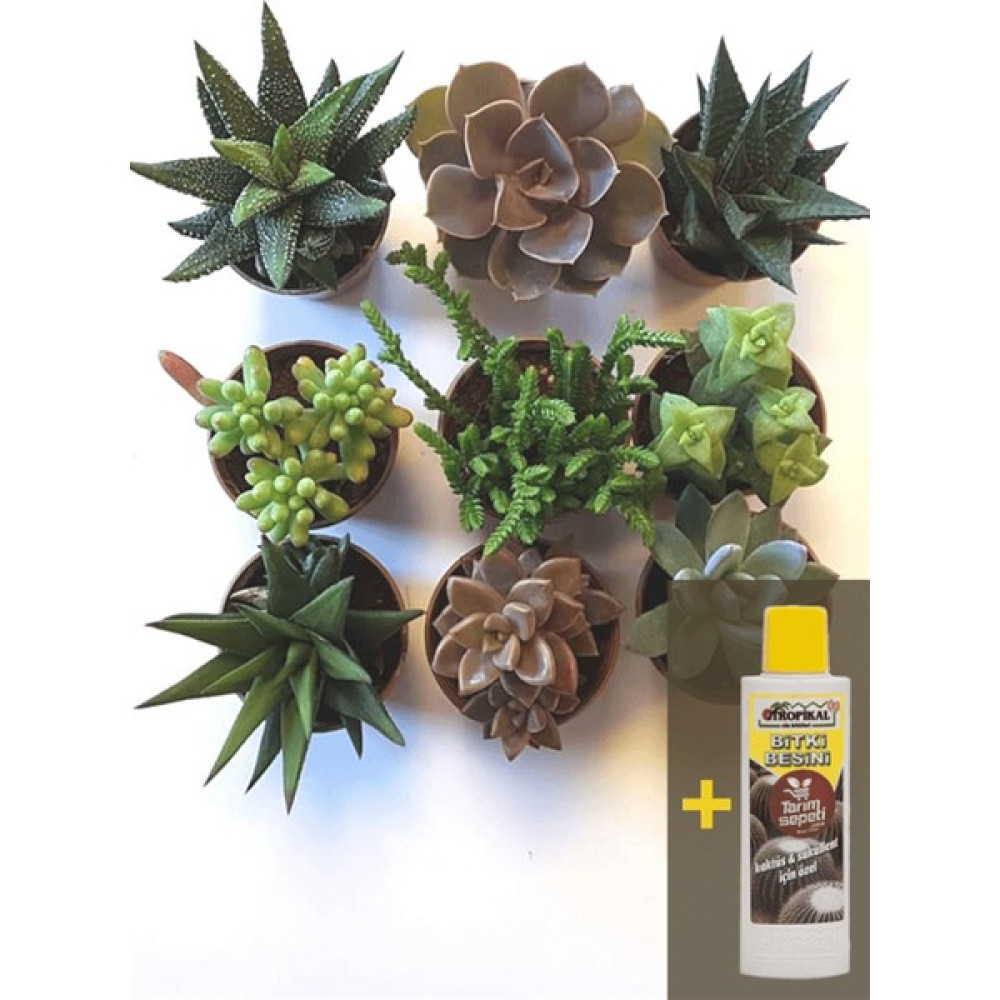 Sukulent Seti 9lu - 03 + Sukulent Besini 225 ml Oto Boyaları Fiyatı