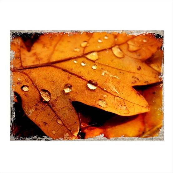 Tablomega Kuru Çınar Yaprağı Ve Damlalar 50x70 cm Ahşap Tablo