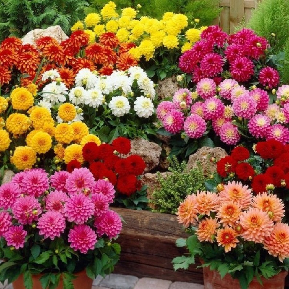 Tacir Depo Katmerli İri Çiçekli Mixed Yıldız Dahlia Çiçeği Fidesi (10 Adet) Oto Boyaları Fiyatı