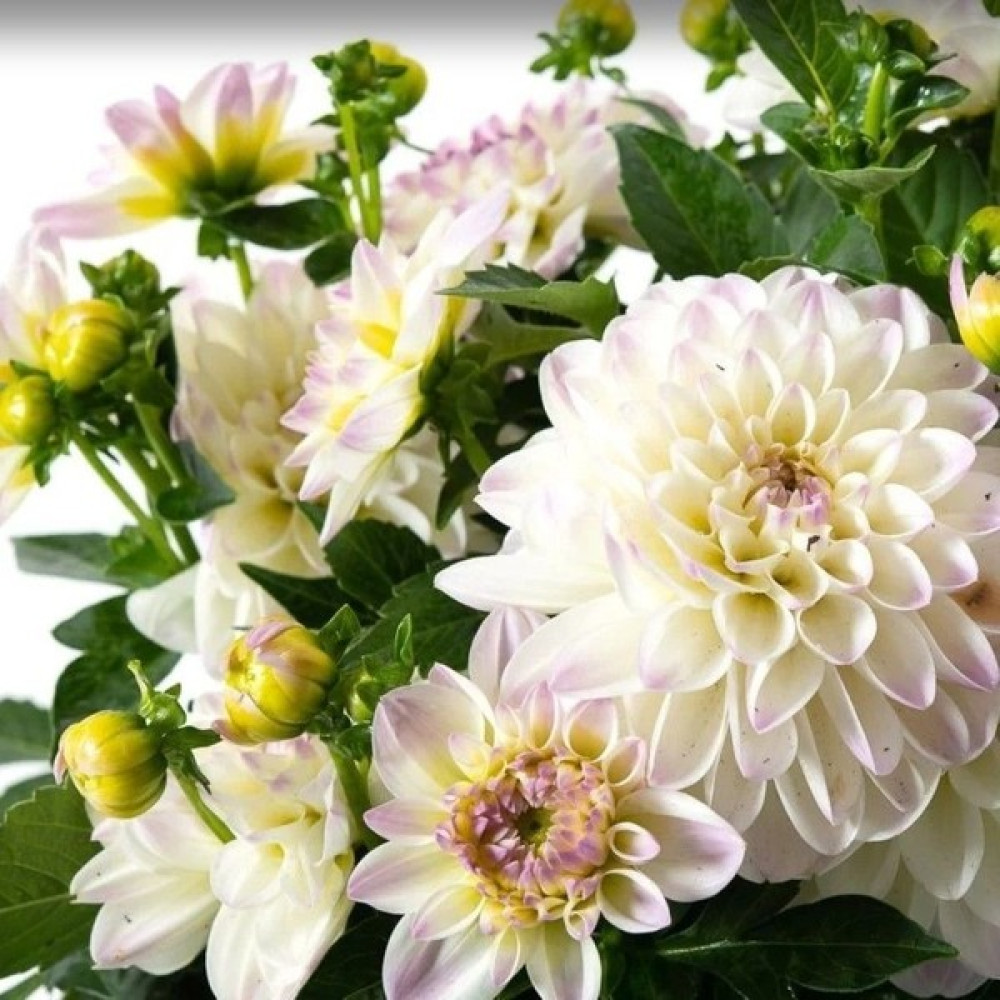 Tacir Depo Katmerli İri Çiçekli Power White Lilac Yıldız Dahlia Çiçeği Fidesi (2 Adet) Oto Boyaları Fiyatı
