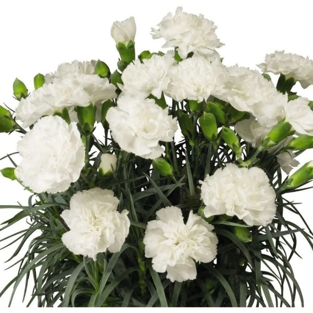 Tacir Depo Nadir Kokulu Sweet Pleasure White Karanfil Çiçeği Fidesi (2 Adet) Oto Boyaları Fiyatı