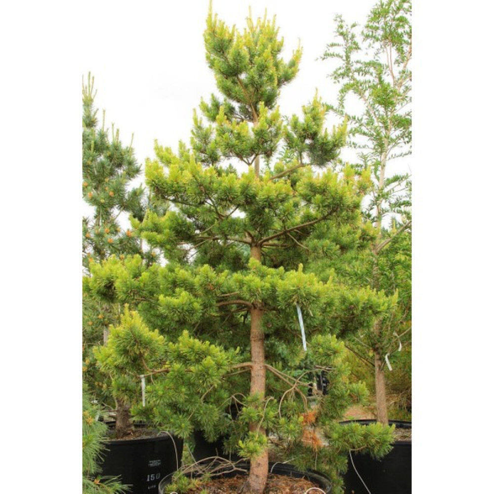 Tacir Depo Sarı Çam (Pinus Sylvestris) Ağacı Tohumu -50 Adet - 1 Adet Oto Boyaları Fiyatı