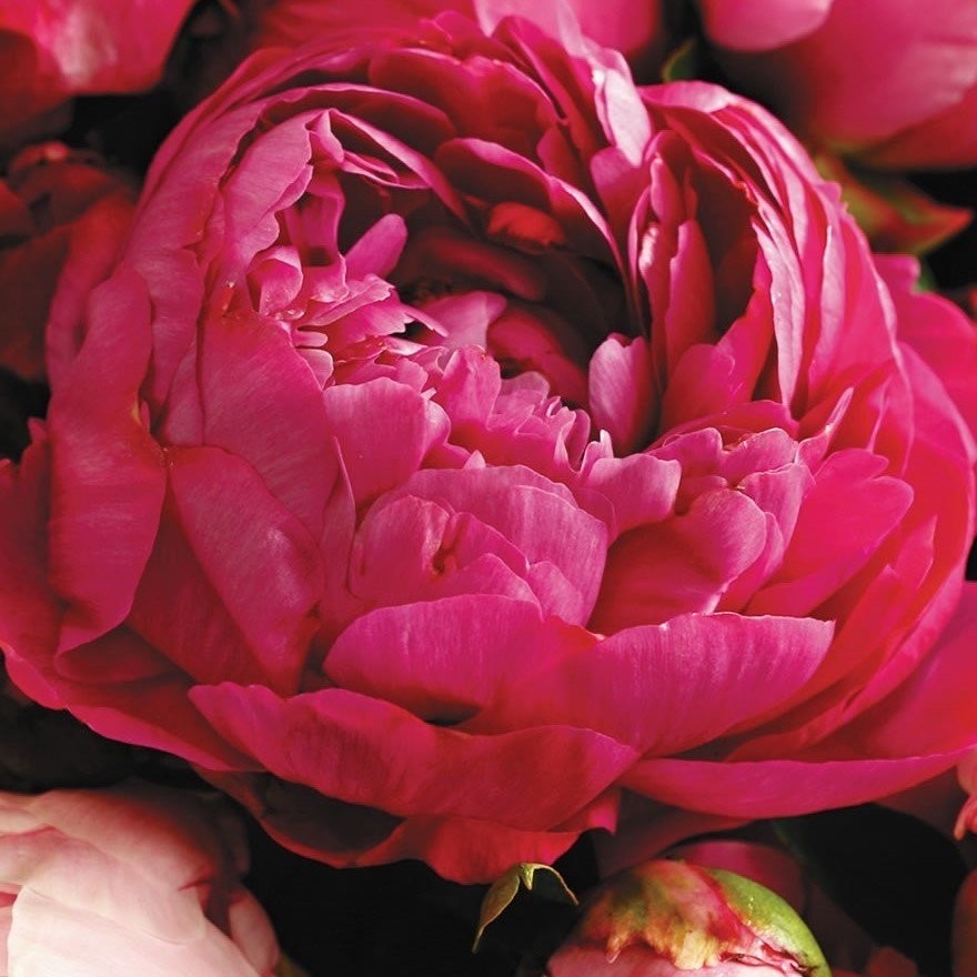 Tacirdepoticaret Kırmızı Peonies Festiva Şakayık Çiçeği Yumrusu 1'li Diğer Fiyatı