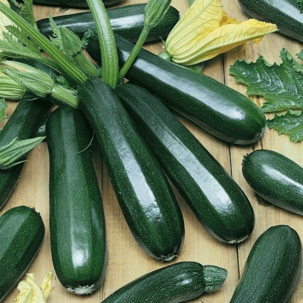 Tacirdepoticaret Özel Cucurbita Kolsuz Sakız Kabak Tohumu -10 Gram - 1 Adet Oto Boyaları Fiyatı