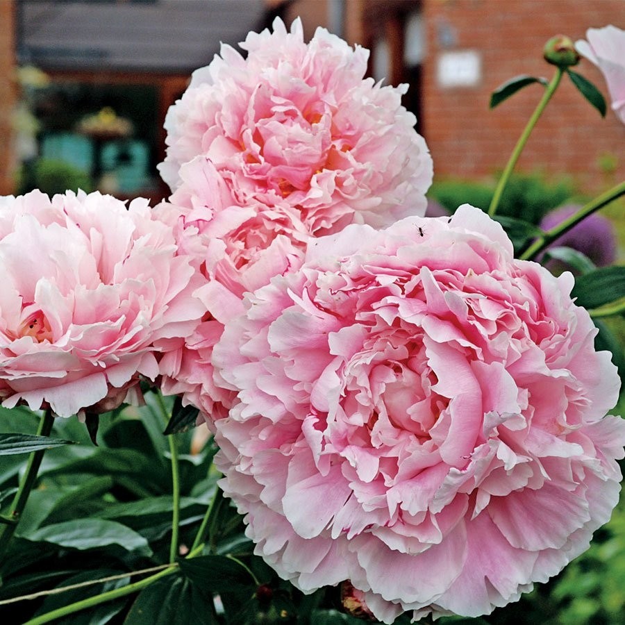 Tacirdepoticaret Pembe Peonies Festiva Şakayık Çiçeği Yumrusu (1 Adet) Diğer Fiyatı