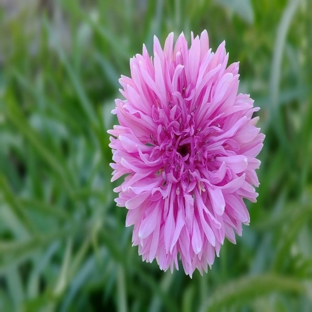 Tacirdepoticaret Pembe Peygamber (Centaurea) Çiçeği Tohumu -50 Adet - 50 Adet Tohum Fiyatı