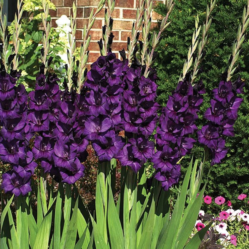 Tacirdepoticaret Purple Flora Gladiolus Glayör Çiçeği Soğanı (4 Adet) Oto Boyaları Fiyatı
