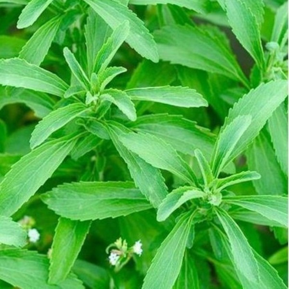 Tacirdepoticaret Stevia Şeker Otu Tohumu (40 Tohum) - 1 Adet Tohum Fiyatı
